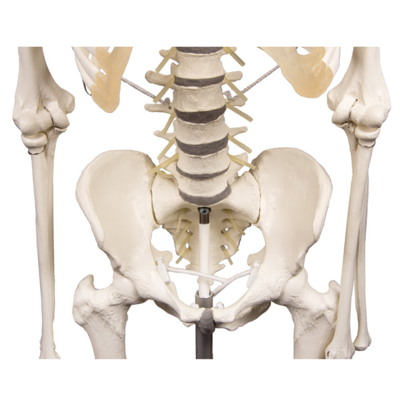 Skelett mit beweglicher Wirbelsäule II
